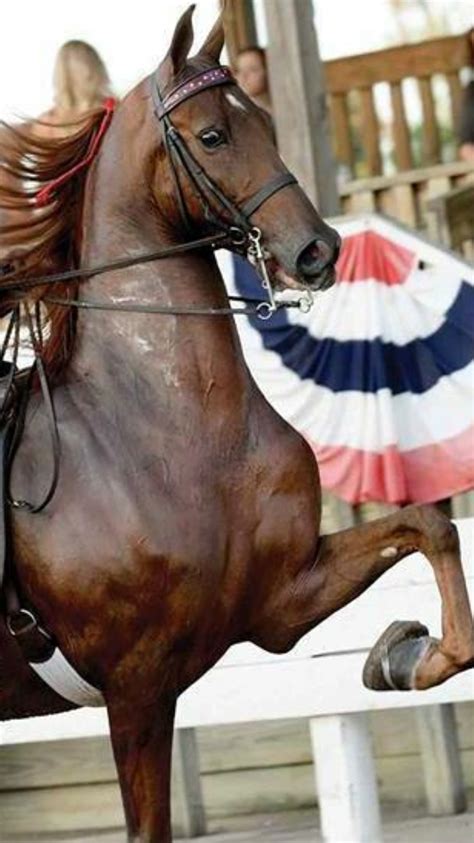 Wonderful!!! | American saddlebred horses, Show horses, American saddlebred