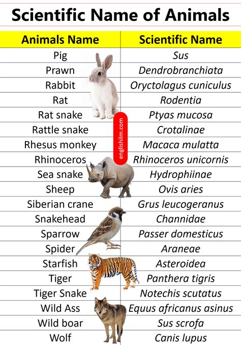 100+ Scientific Names of Animals in English | Scientific Names
