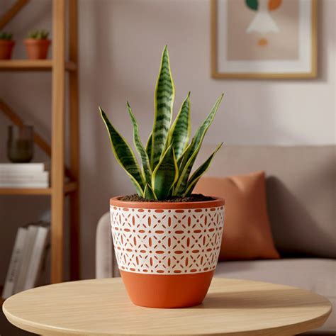 Buy Terracotta Pots Online | Durable, Eco-Friendly & Affordable | Urban ...