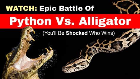 Image result for Alligator Python Battle