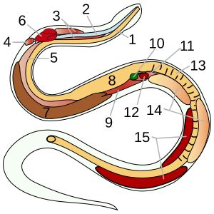 Image result for Operaciones Con Matrices Numpy Python