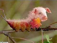 Image result for 2 Animals Photoshop Tutorial