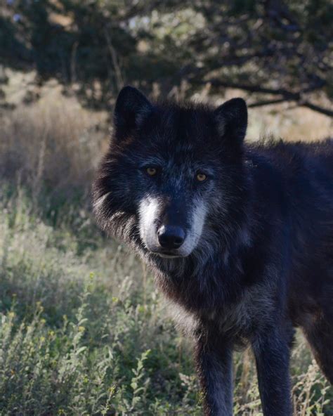 Obsidian Caretaker – Mission:Wolf Store