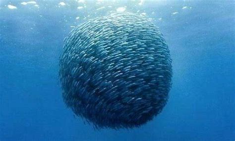 Scientists find clue to anomalous behaviour of self-propelled ...