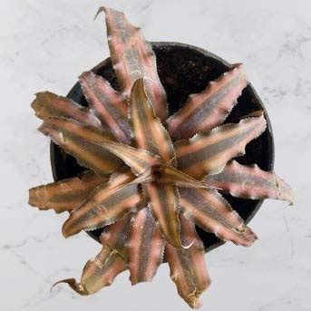 Indian Gardens Cryptanthus Brown Earth Star Plant Live Plant Indoor ...