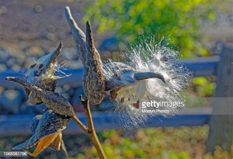 Exploding Seed Pods Compilation 的图像结果