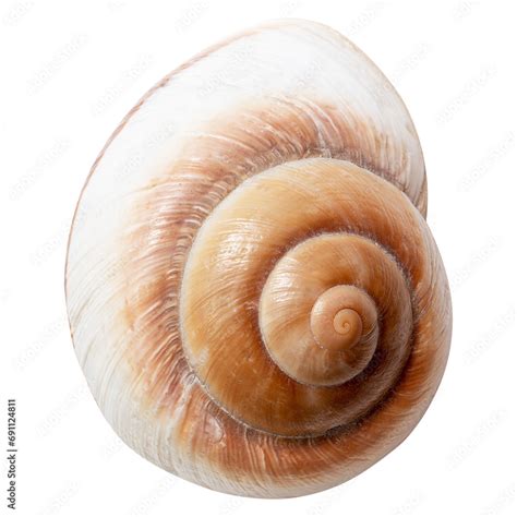 Image result for Empty Shell