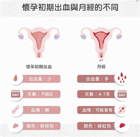 孕早期受精卵如何变成胎儿？十张过程图带你了解，我们都是最棒的