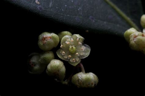 Casearia sylvestris Sw. | Plants of the World Online | Kew Science