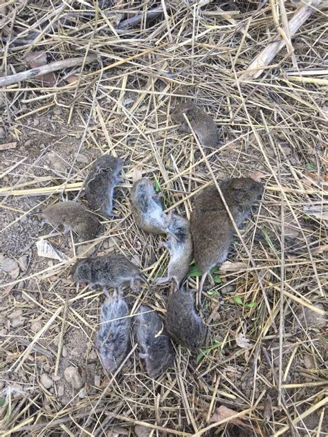 Image result for Gopher Control