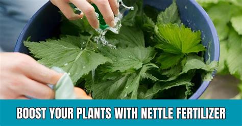 https://gardeningmentor.com/wp-content/uploads/2024/04/boost-plants-with-nettle-fertilizer.jpg?utm_source=chatgpt.com