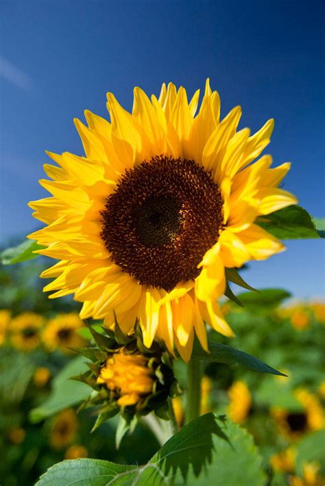 Helianthus Annuus | Common Sunflower | 50_seeds - Etsy | Sunflower wallpaper, Sunflower ...