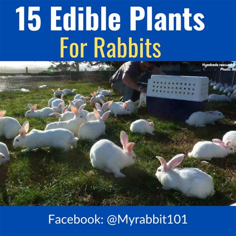 The Complete Guide To The Edible Parts Of Rabbit