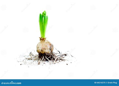 Hyacinth Bulb with Roots stock image. Image of hyacinth - 64216375