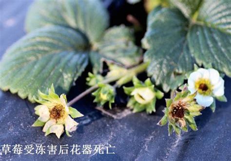 草莓种植技术-种植技术-中国花木网
