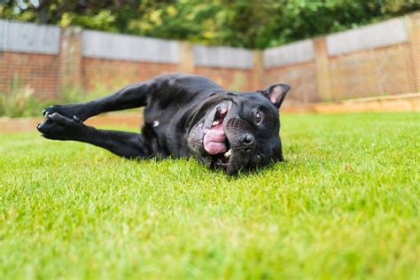 Syncope Episodes in Dogs - Whole Dog Journal