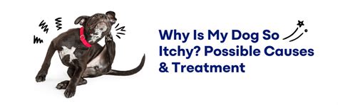 Why Is My Dog So Itchy? Possible Causes & Treatment – K9 Vitality