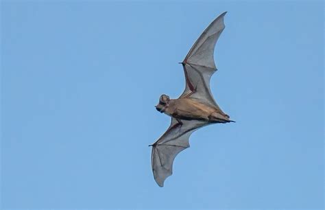 Mexican Free-tailed Bat: Profile and Information