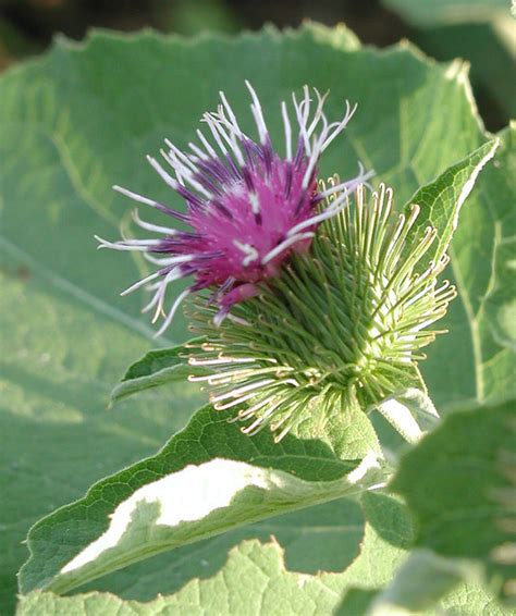 Bildergebnis für burdock