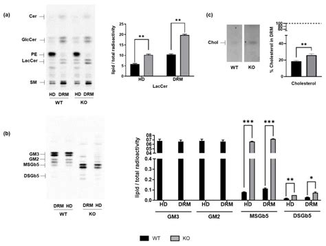 Metabolic and Structural Consequences of GM3 Synthase Deficiency ...