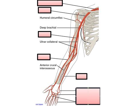 Arteries of Upper Extremity Quiz