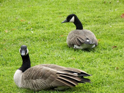 Free Images : grass, wing, wildlife, beak, fauna, poultry, birds, duck ...