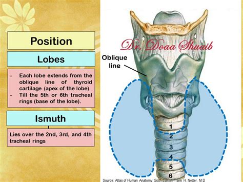 SOLUTION: Anatomy of thyroid gland endocrine module 2023 ismuth iobes ...
