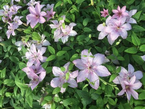 42 Types of Clematis Plants (With Pictures and Identification)