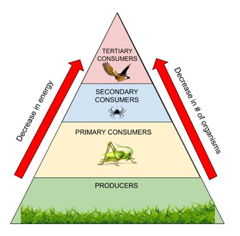 Energy Pyramid Examples 的图像结果