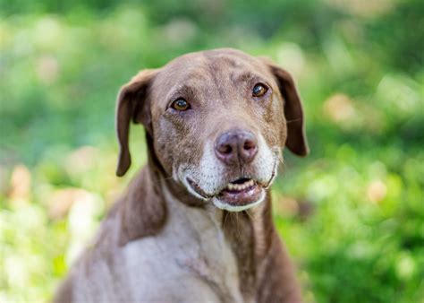 How To Prevent Heartworm In Dogs — Badass Animal Rescue