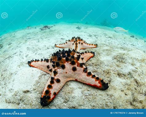 Chocolate Chip Sea Star, Protoreaster Nodosus. Wide-angle. Misool, Raja ...