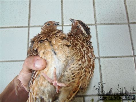 Comparison between wild-coloured Japanese quail and wild-coloured ...