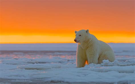 1312x2560 Resolution polar bear, alaska, snow 1312x2560 Resolution ...