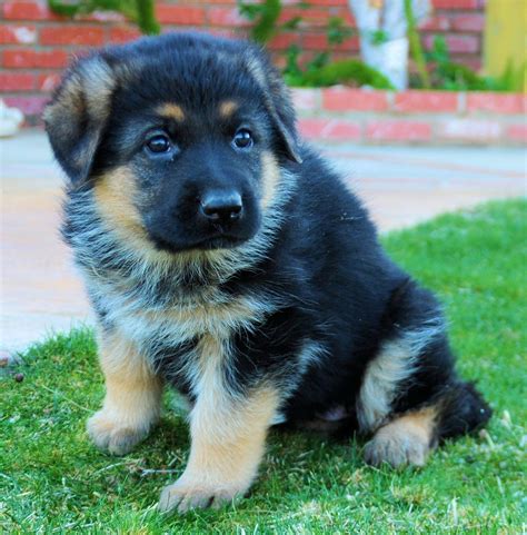 Cute Baby German Shepherd Puppies