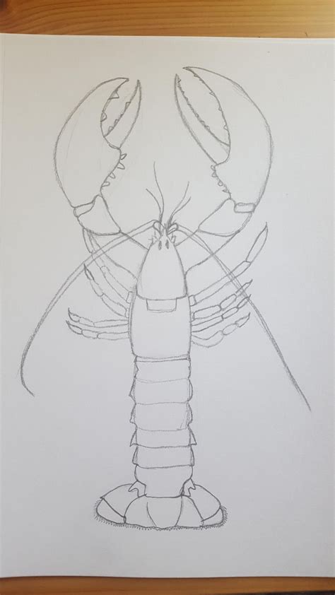 Image result for Simple Lobster Drawing
