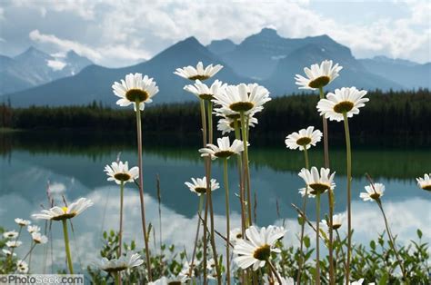 Are Any Daisies Native to Canada?