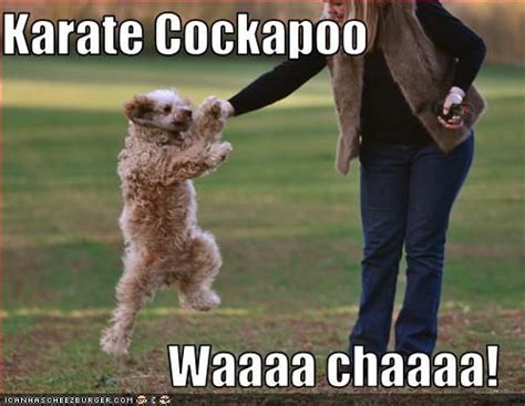 Image result for Cockapoo Memes