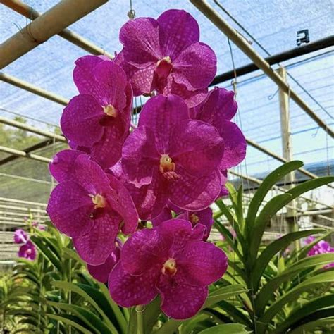 Kalpataru Hybrid Vanda Orchid " PRINCES MIKASA PINK" Pack of 1 live ...