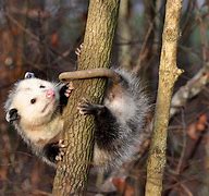 Image result for opossum 负鼠目