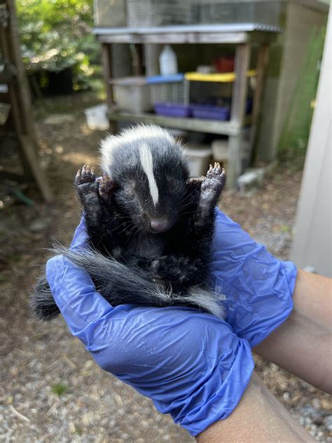 Skunk Paste For Dogs at Marion Rosenthal blog