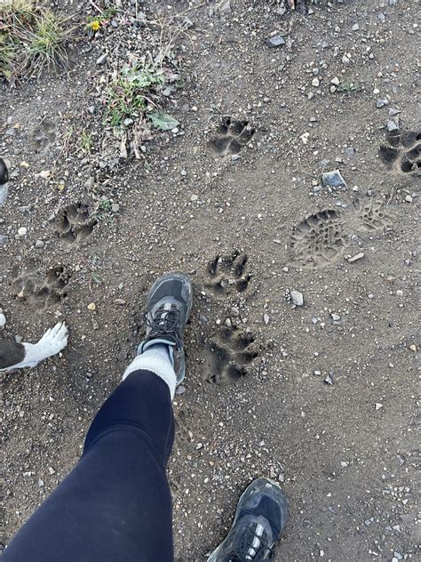 Mountain Lion Eats Coyote 的图像结果