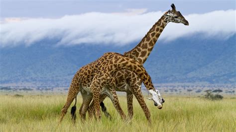 Reticulated Giraffe Facts Habitat Adaptations Pictures