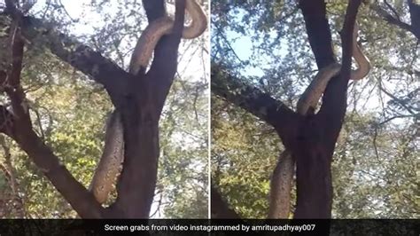 पेड़ से लिपटे विशाल अजगर का वीडियो बना रहा था सैलानी, लेकिन अगले ही पल ...