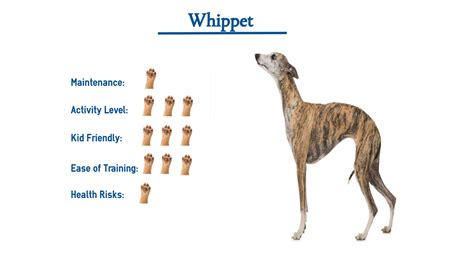 Whippet Dog Breed… Everything You Need to Know at a Glance!