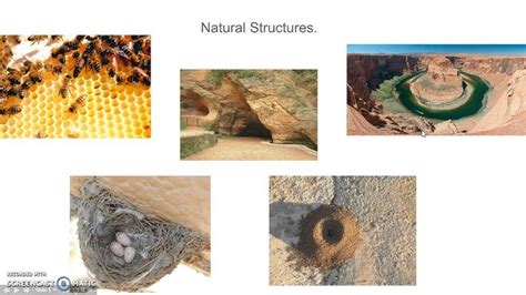Image result for Natural Shell Structures