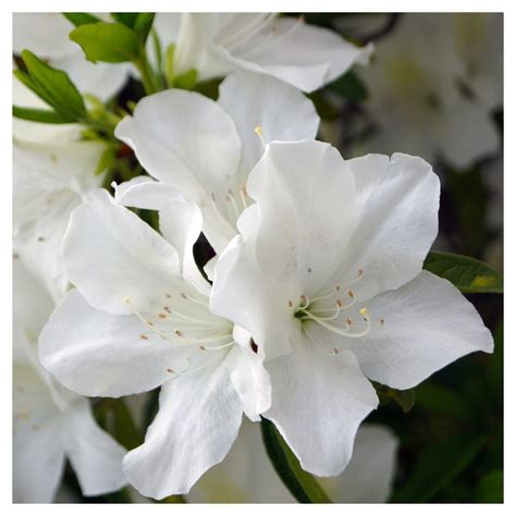 How Many Gallons Is 13 Quarts at Yolanda Westbrook blog