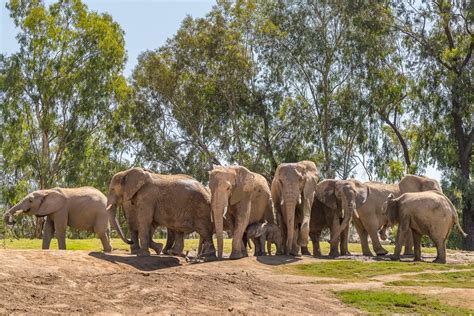 San Diego Zoo Elephants Form Protective Circle Around Young During ...