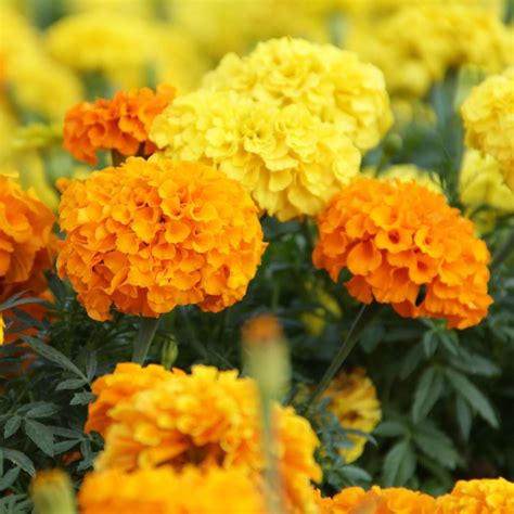 Are Marigolds Hardy Annuals at Aleta Teresa blog