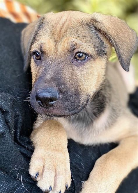 Rex - Medium Male German Shepherd x Labrador Retriever Mix Dog in QLD ...