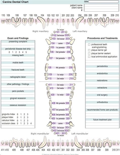 Canine Dental Chart | Veterinary Tech Student